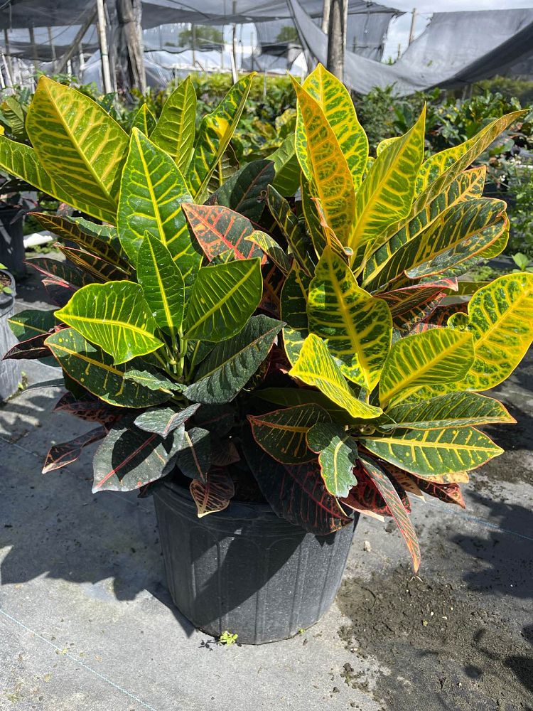 codiaeum-variegatum-petra-croton