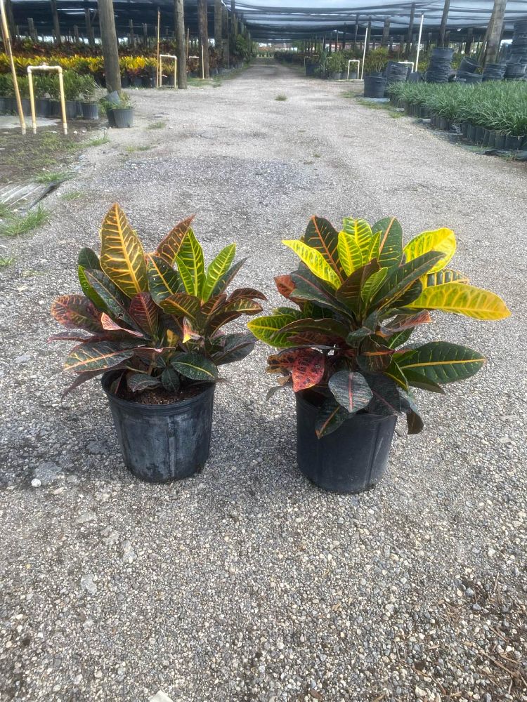 codiaeum-variegatum-petra-croton