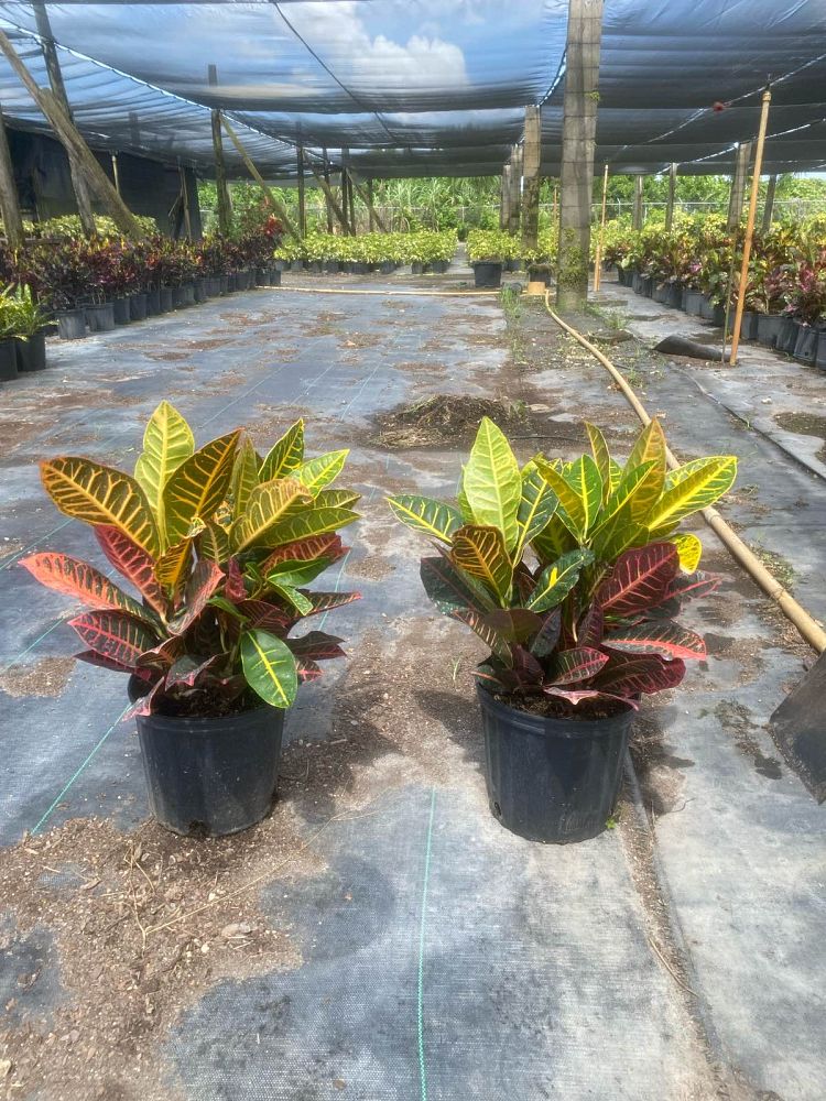 codiaeum-variegatum-petra-croton