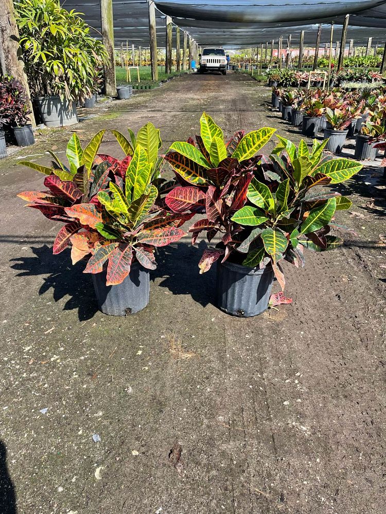 codiaeum-variegatum-petra-croton