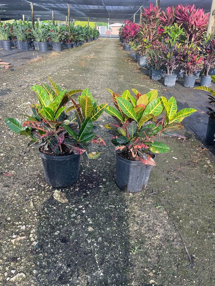 codiaeum-variegatum-petra-croton
