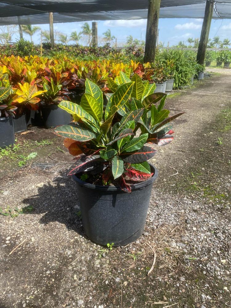codiaeum-variegatum-petra-croton