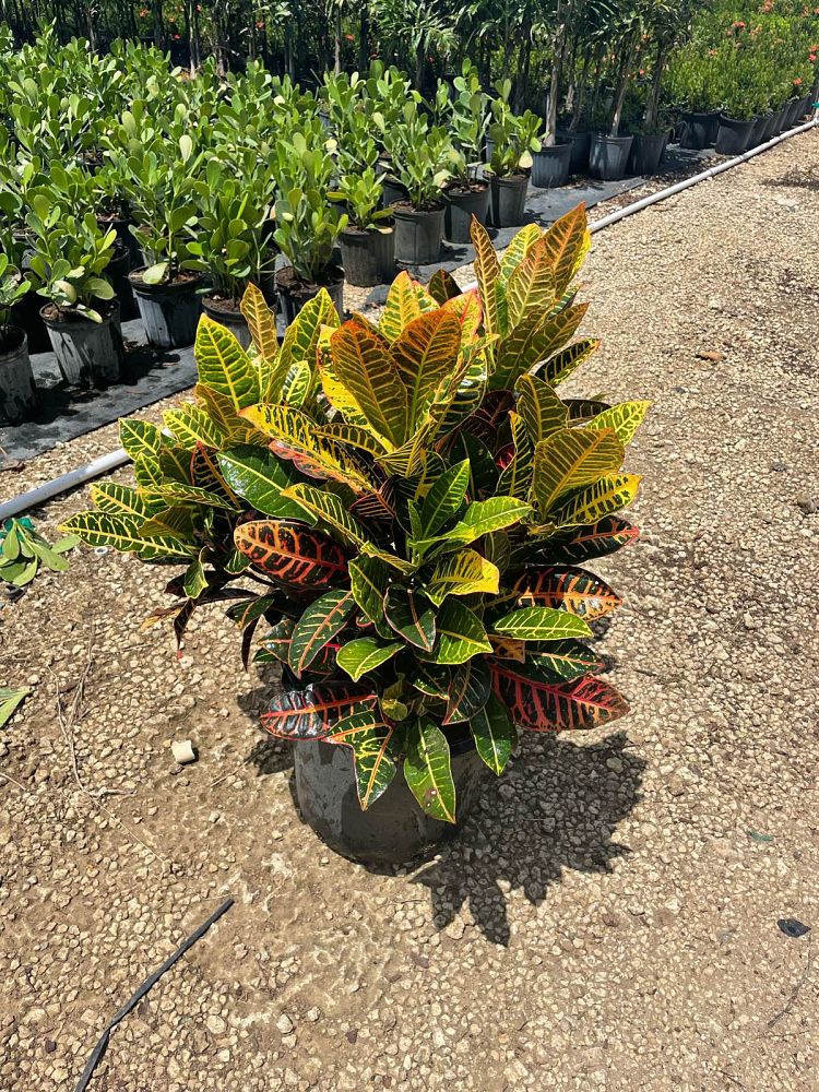 codiaeum-variegatum-petra-croton