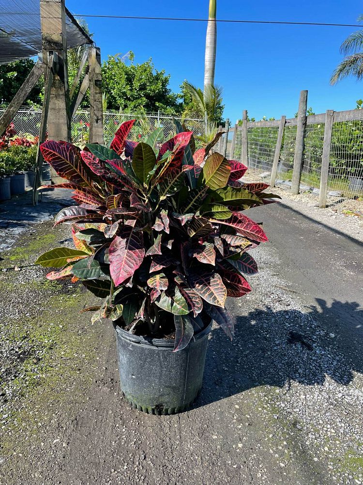 codiaeum-variegatum-petra-croton