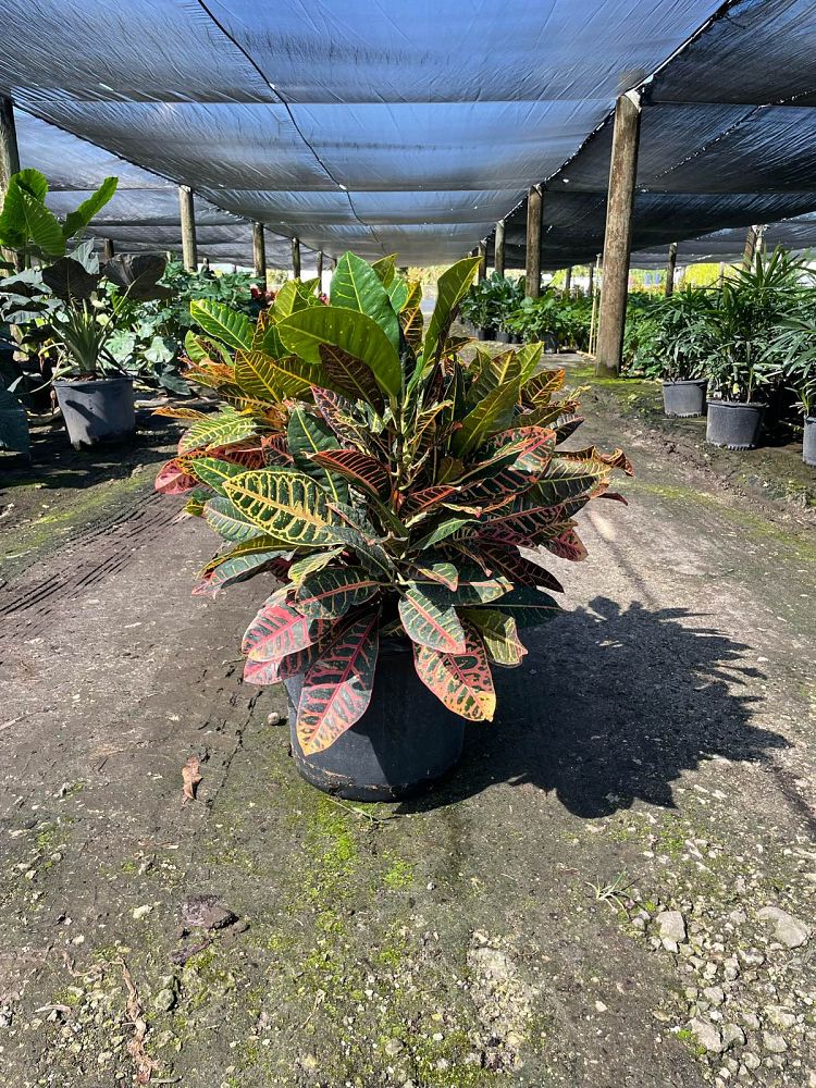 codiaeum-variegatum-petra-croton