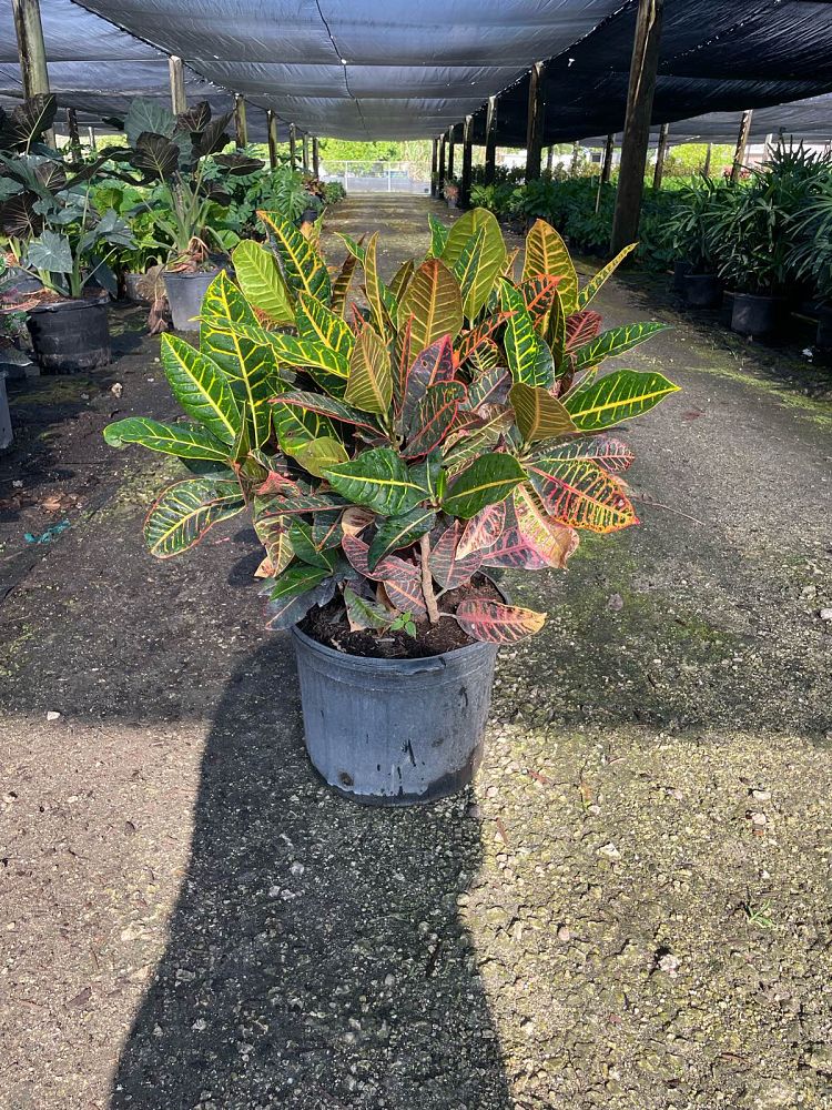 codiaeum-variegatum-petra-croton