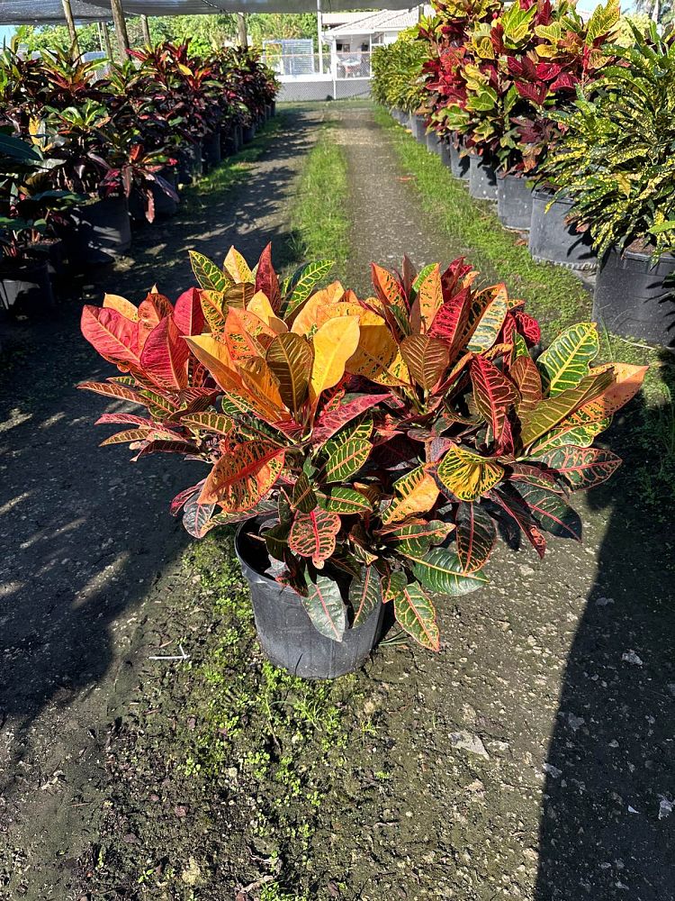 codiaeum-variegatum-petra-croton