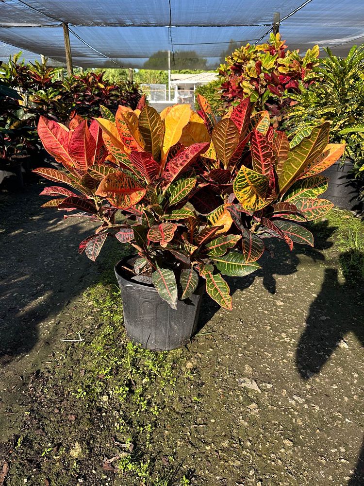 codiaeum-variegatum-petra-croton