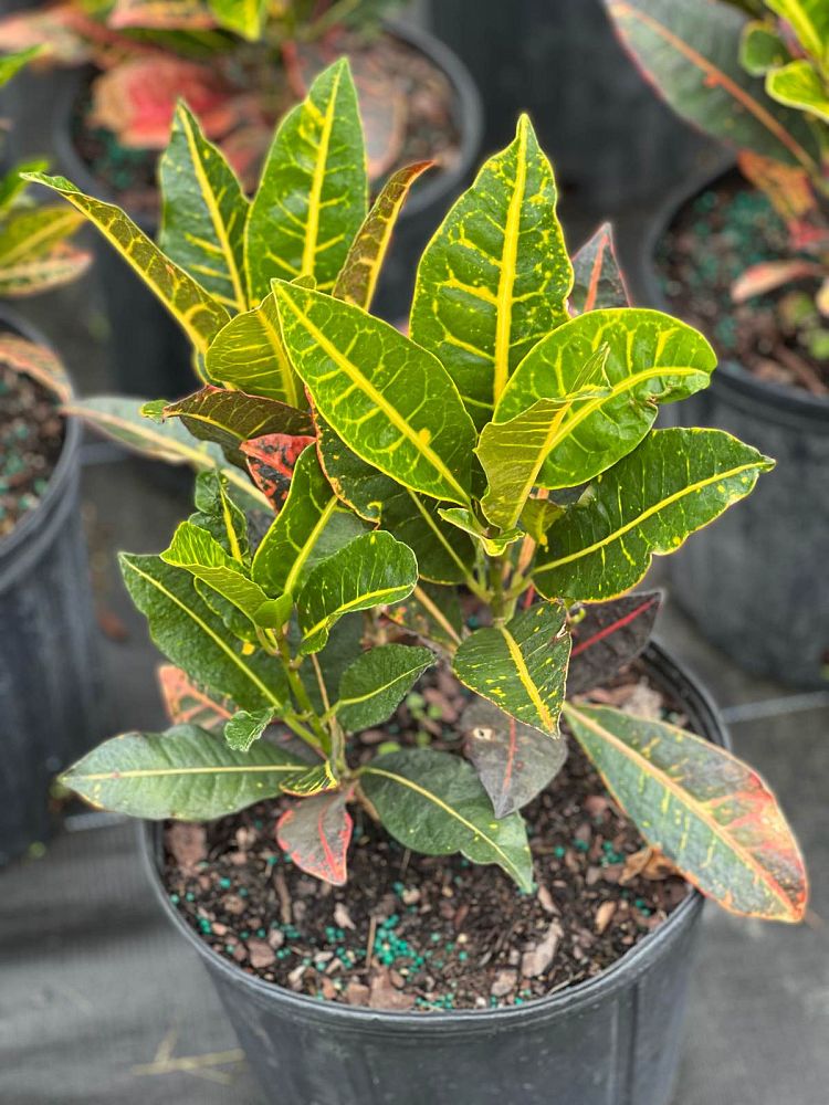 codiaeum-variegatum-petra-croton