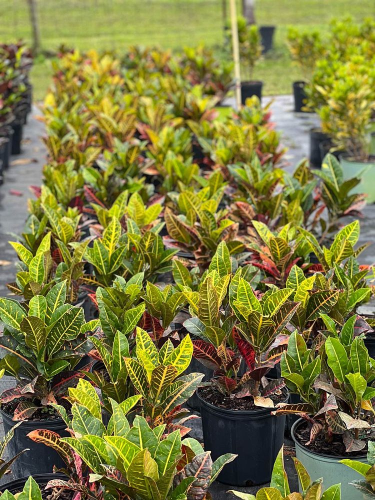 codiaeum-variegatum-petra-croton