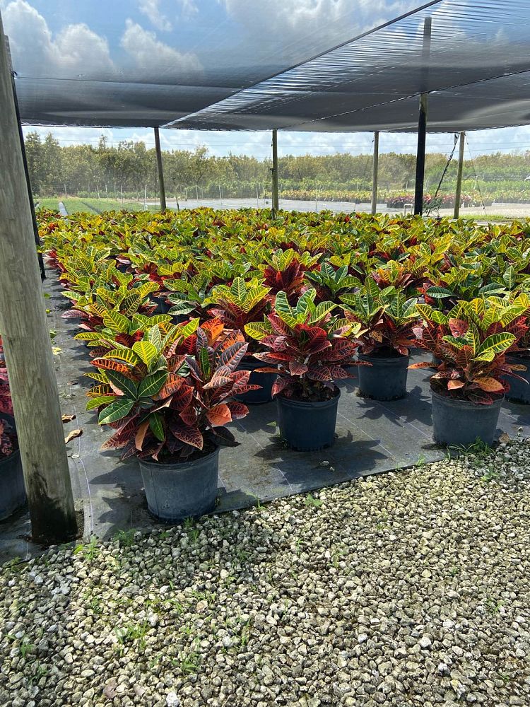 codiaeum-variegatum-petra-croton