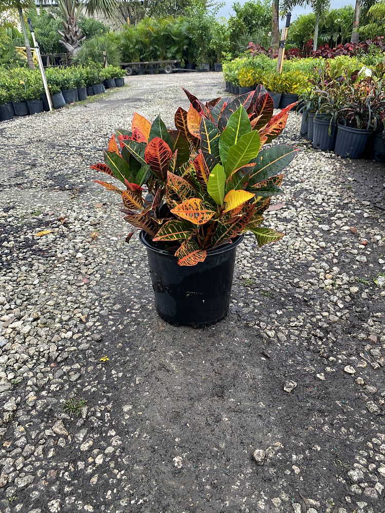 codiaeum-variegatum-petra-croton