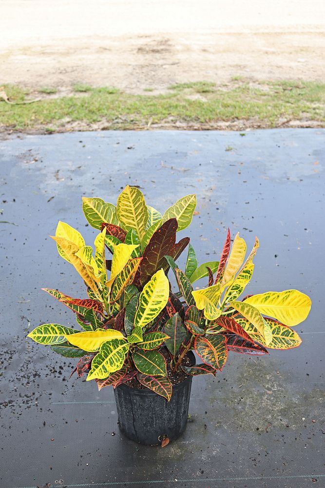 codiaeum-variegatum-petra-croton