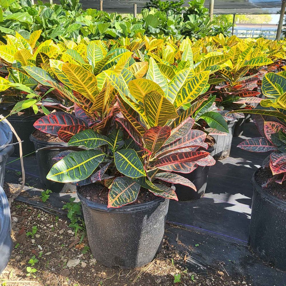 codiaeum-variegatum-petra-croton