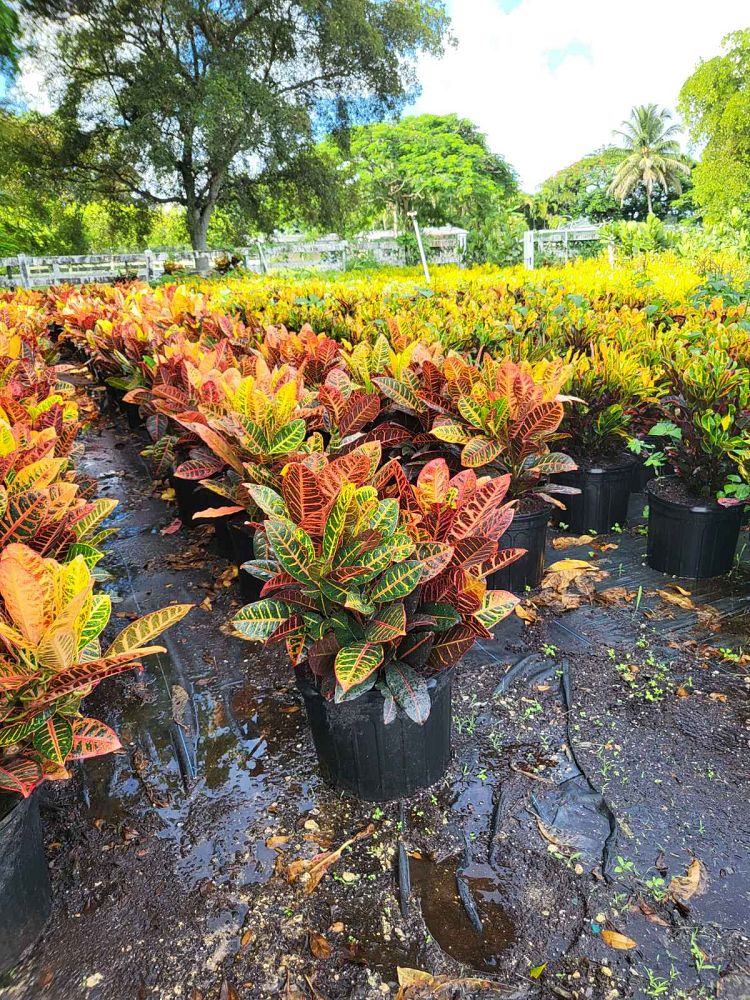 codiaeum-variegatum-petra-croton