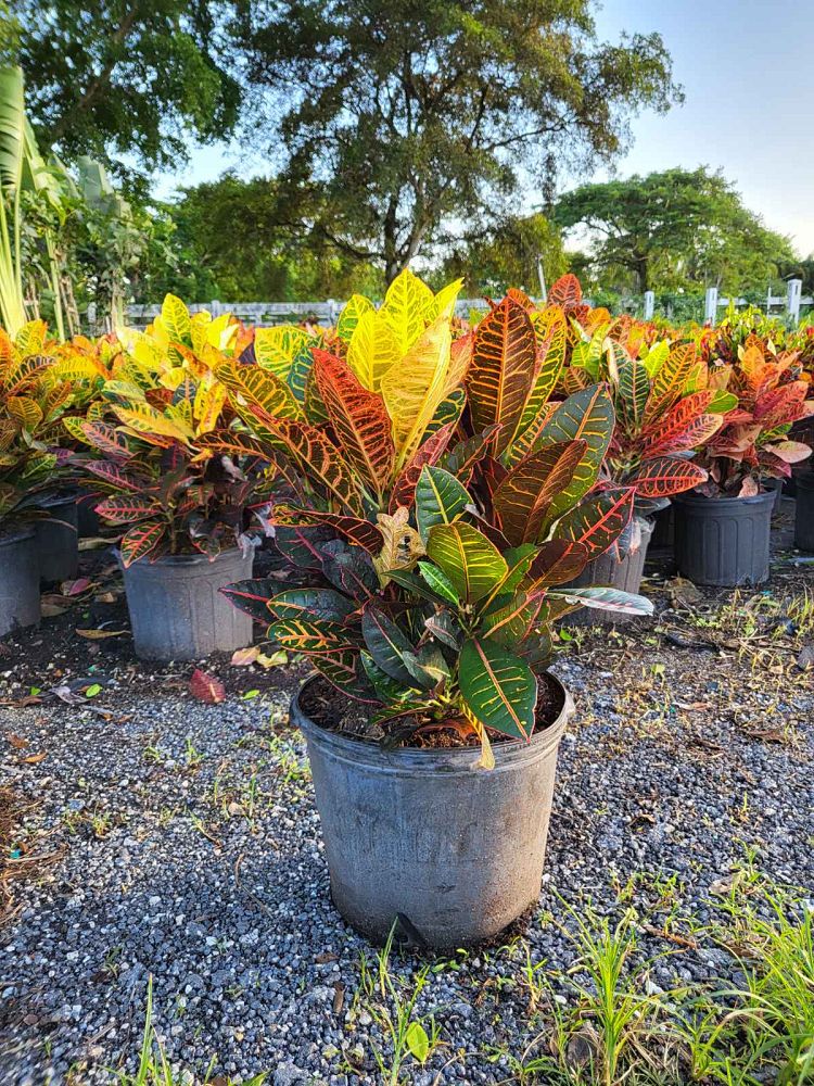 codiaeum-variegatum-petra-croton