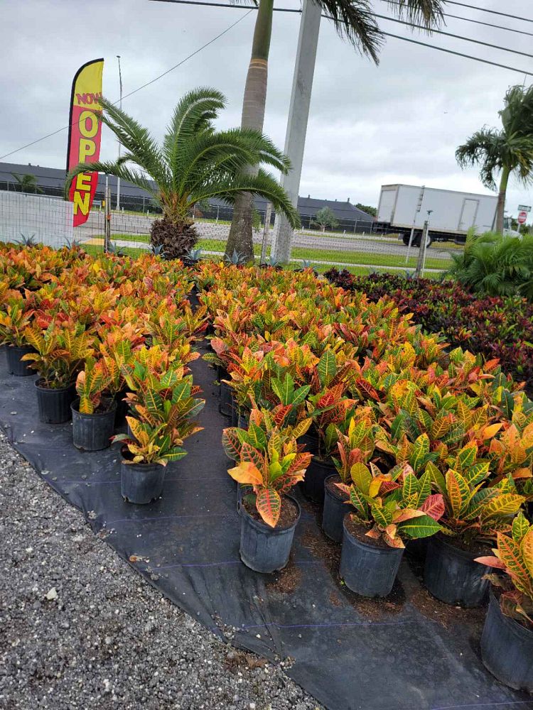 codiaeum-variegatum-petra-croton