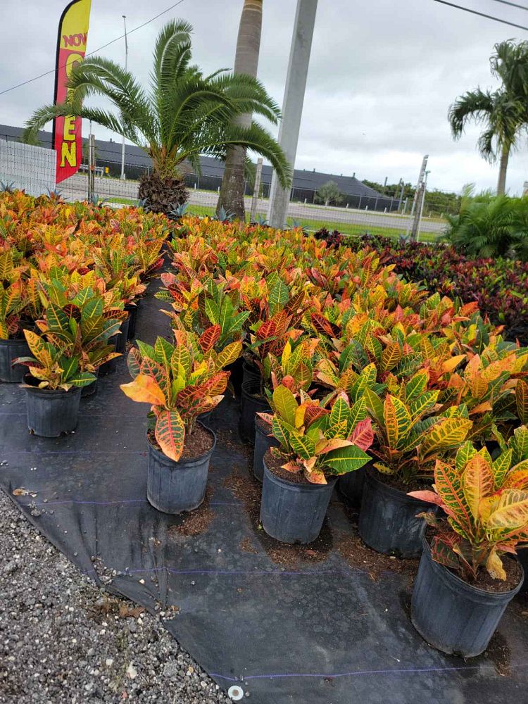 codiaeum-variegatum-petra-croton