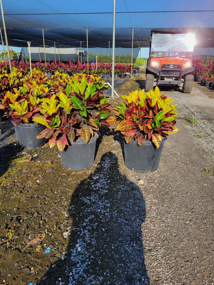 codiaeum-variegatum-petra-croton