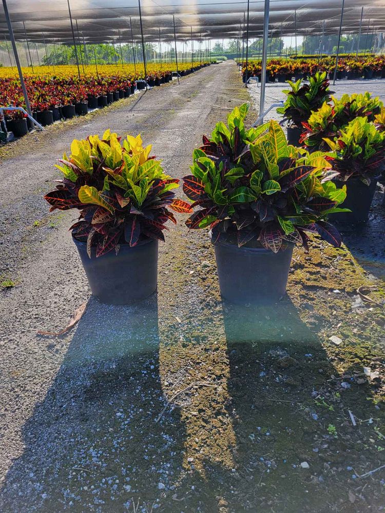 codiaeum-variegatum-petra-croton