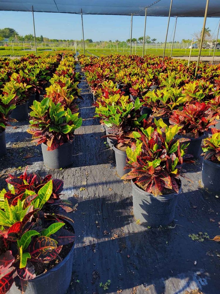 codiaeum-variegatum-petra-croton