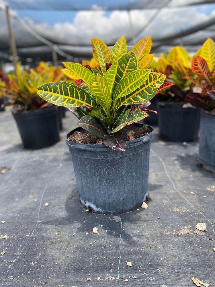 codiaeum-variegatum-petra-croton