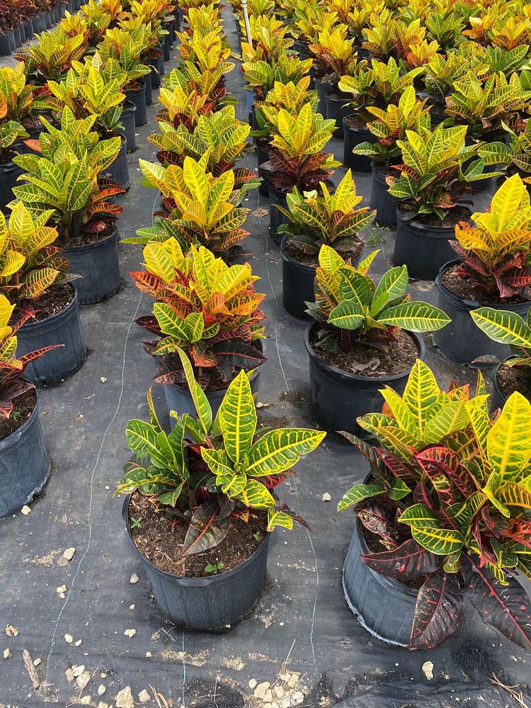 codiaeum-variegatum-petra-croton