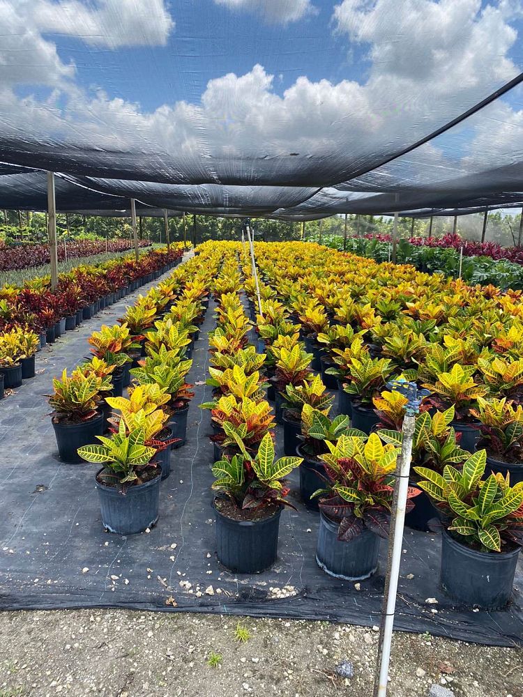codiaeum-variegatum-petra-croton