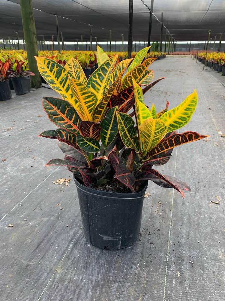 codiaeum-variegatum-petra-croton
