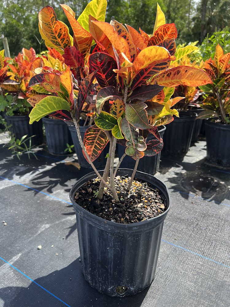 codiaeum-variegatum-petra-croton