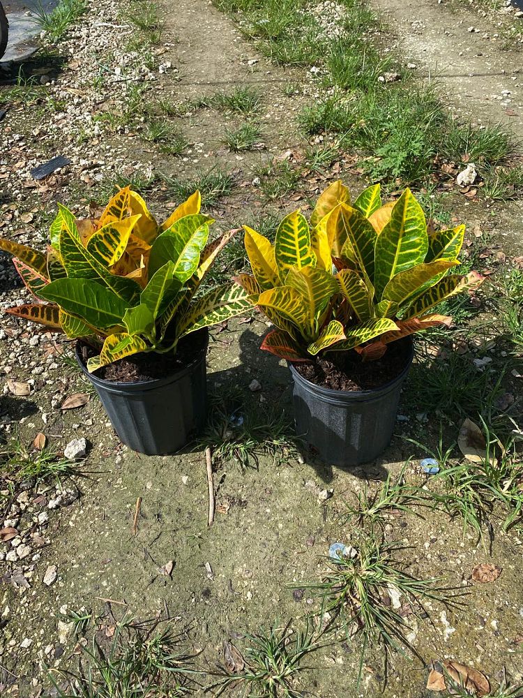 codiaeum-variegatum-petra-croton