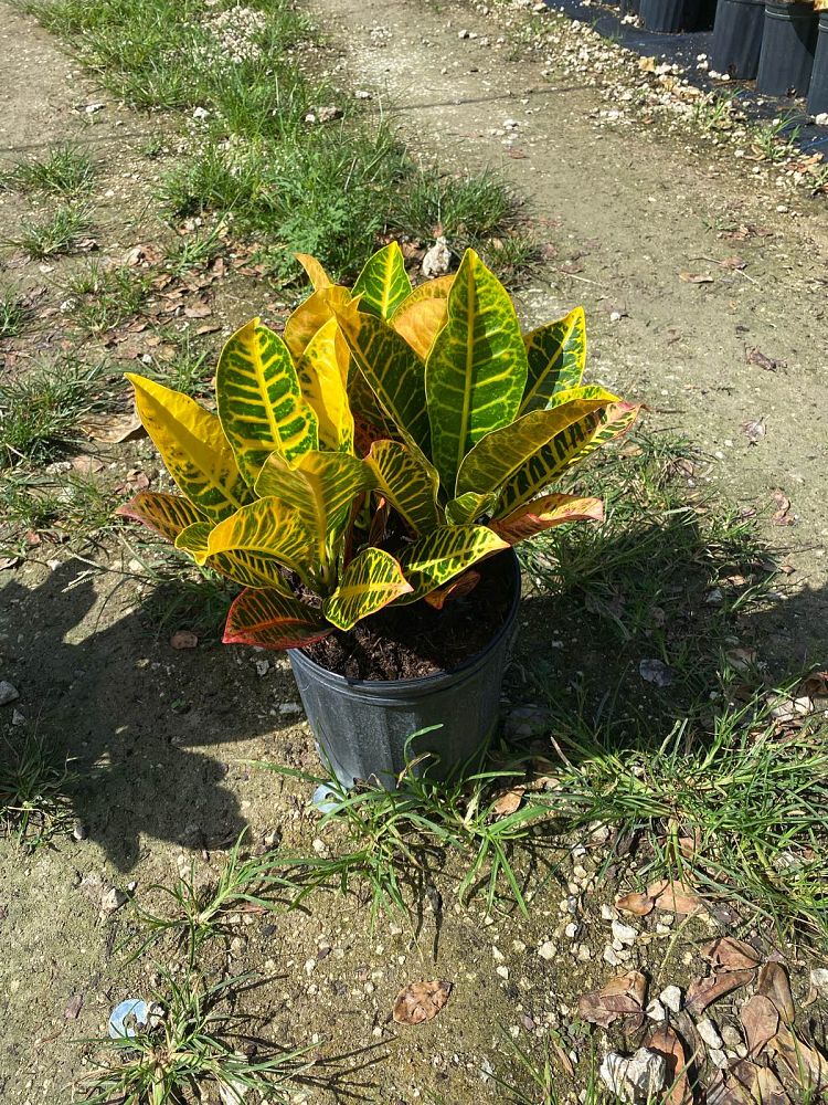 codiaeum-variegatum-petra-croton