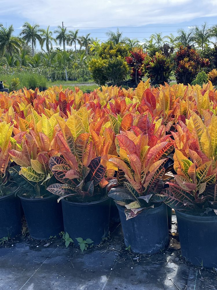 codiaeum-variegatum-petra-croton
