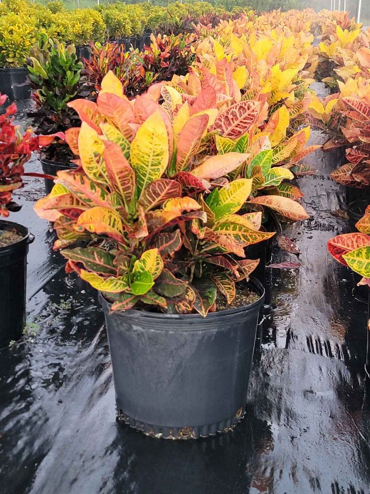 codiaeum-variegatum-petra-croton