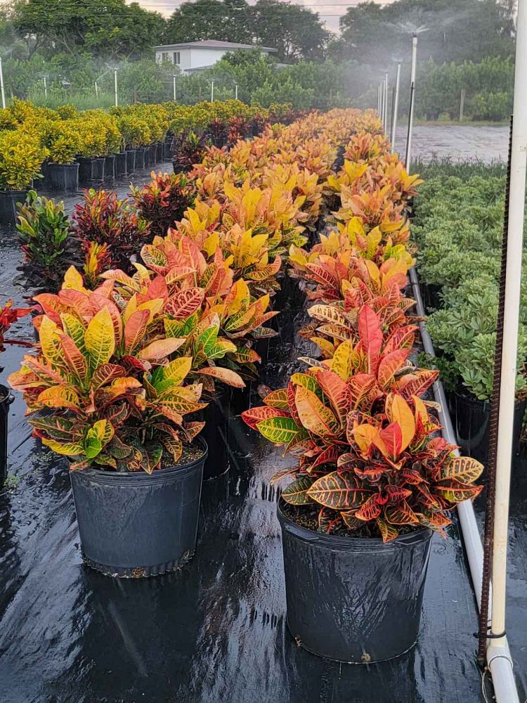 codiaeum-variegatum-petra-croton