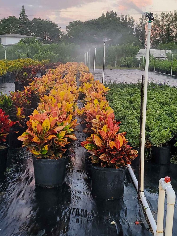 codiaeum-variegatum-petra-croton
