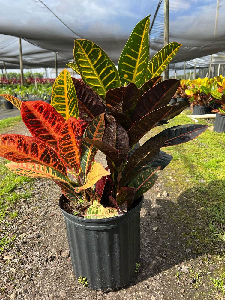 codiaeum-variegatum-petra-croton