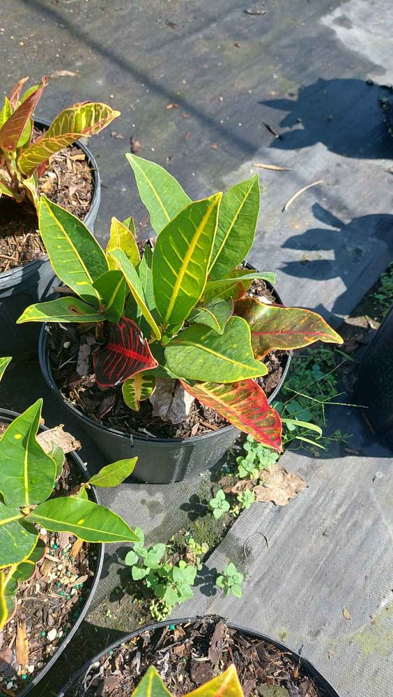 codiaeum-variegatum-petra-croton