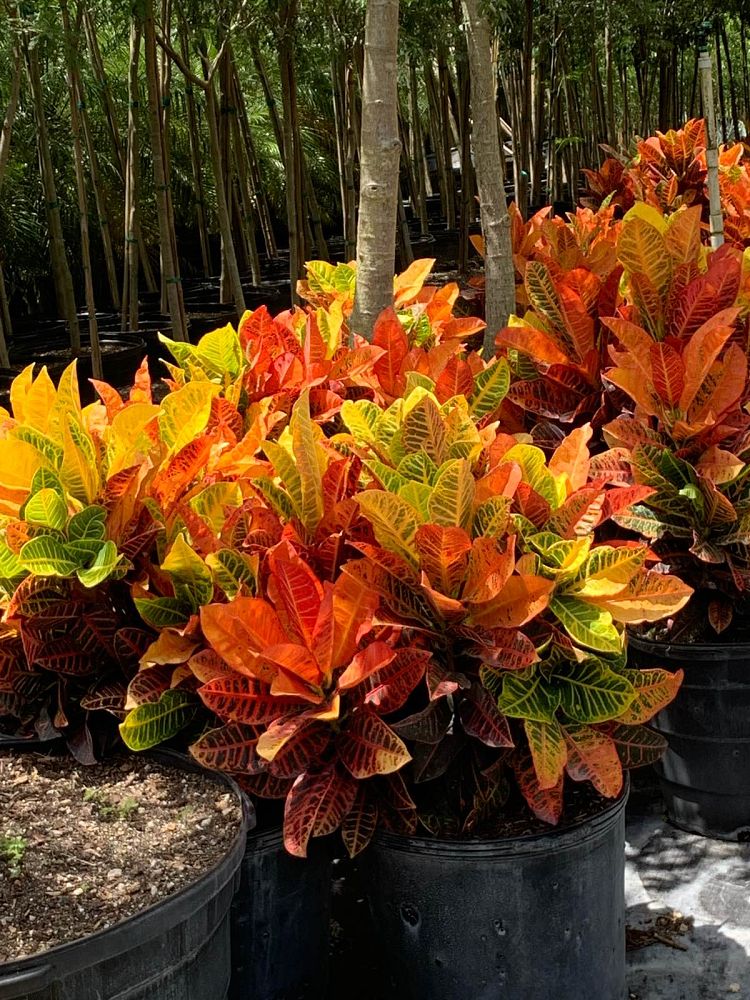codiaeum-variegatum-petra-croton