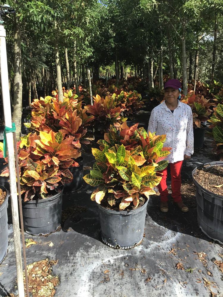 codiaeum-variegatum-petra-croton
