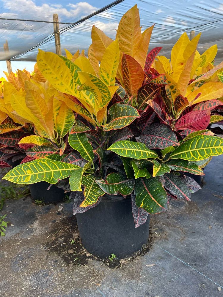 codiaeum-variegatum-petra-croton