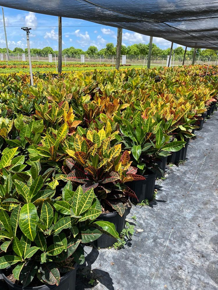 codiaeum-variegatum-petra-croton