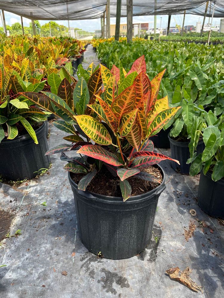 codiaeum-variegatum-petra-croton