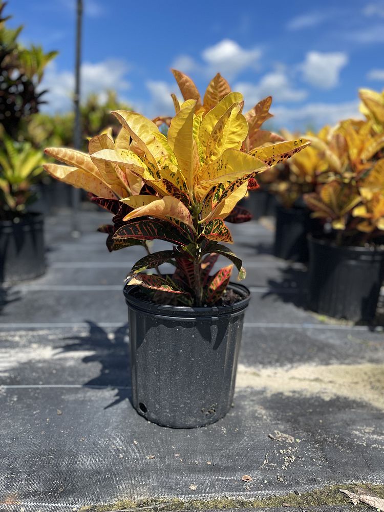 codiaeum-variegatum-petra-croton