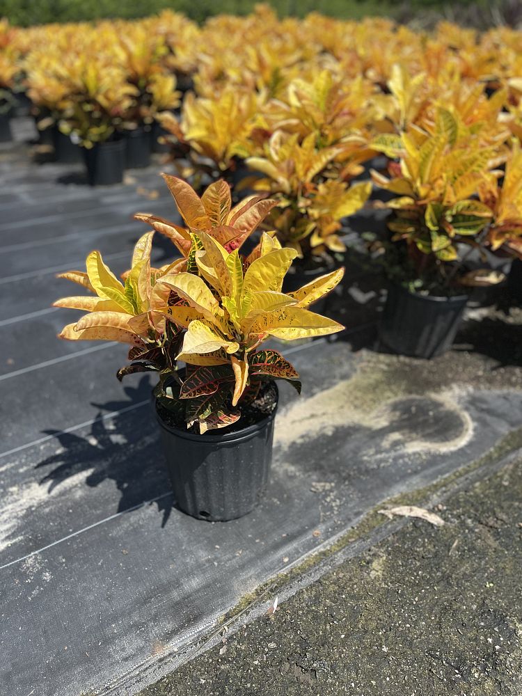 codiaeum-variegatum-petra-croton