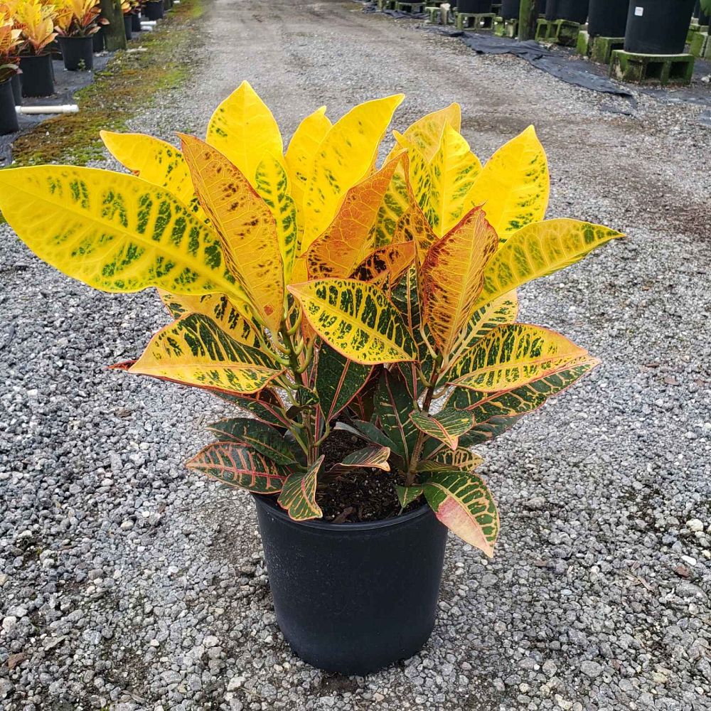 codiaeum-variegatum-petra-croton