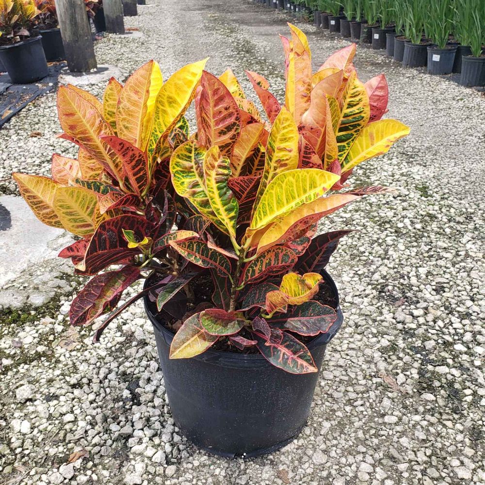 codiaeum-variegatum-petra-croton