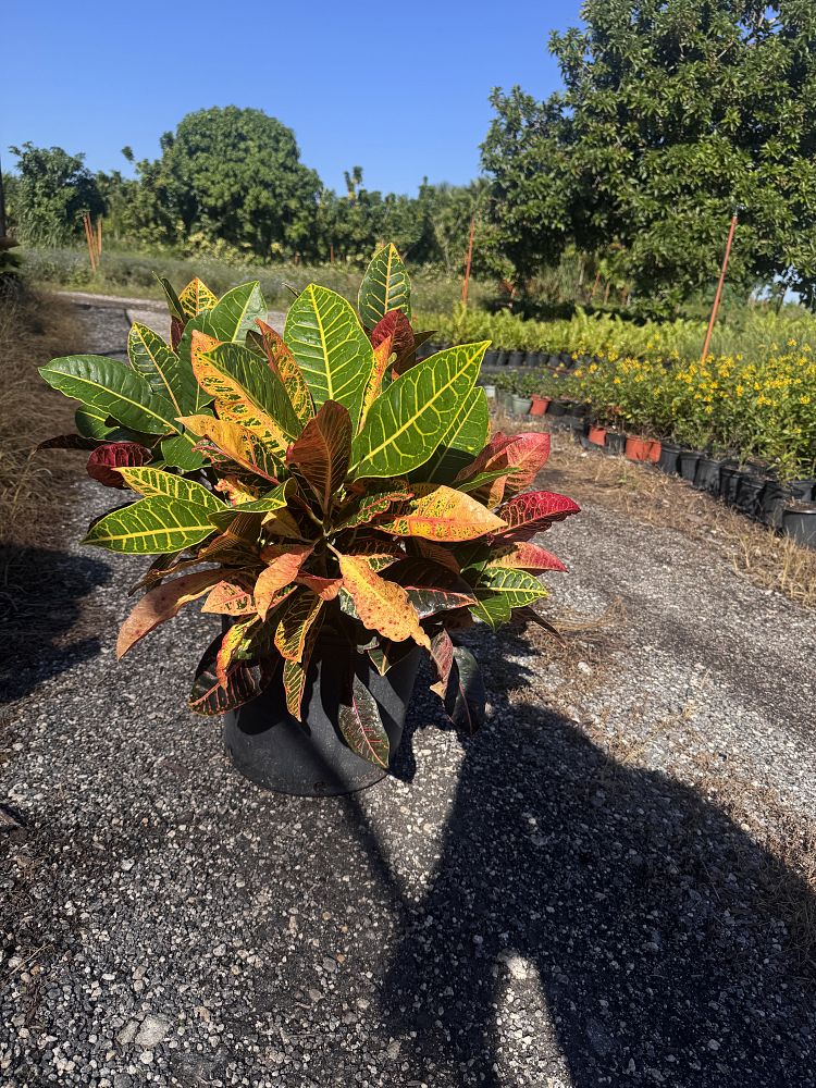 codiaeum-variegatum-petra-croton