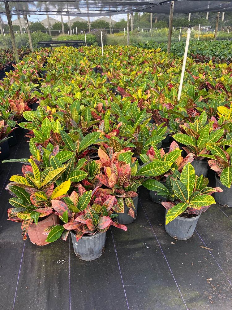codiaeum-variegatum-petra-croton