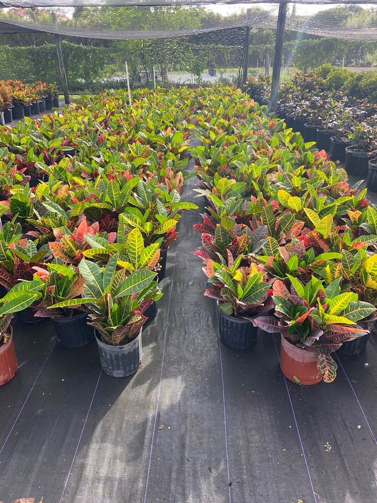 codiaeum-variegatum-petra-croton